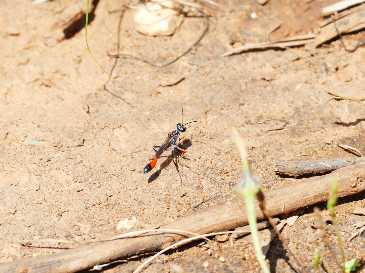 Sphecidae: Ammophila heydeni heydeni